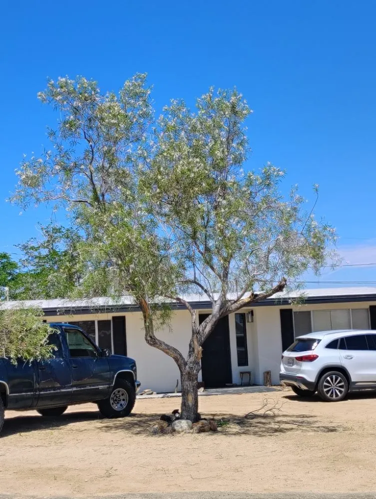 Reliable landscaping services experts serving Joshua Tree, CA - Yucca Landscaping