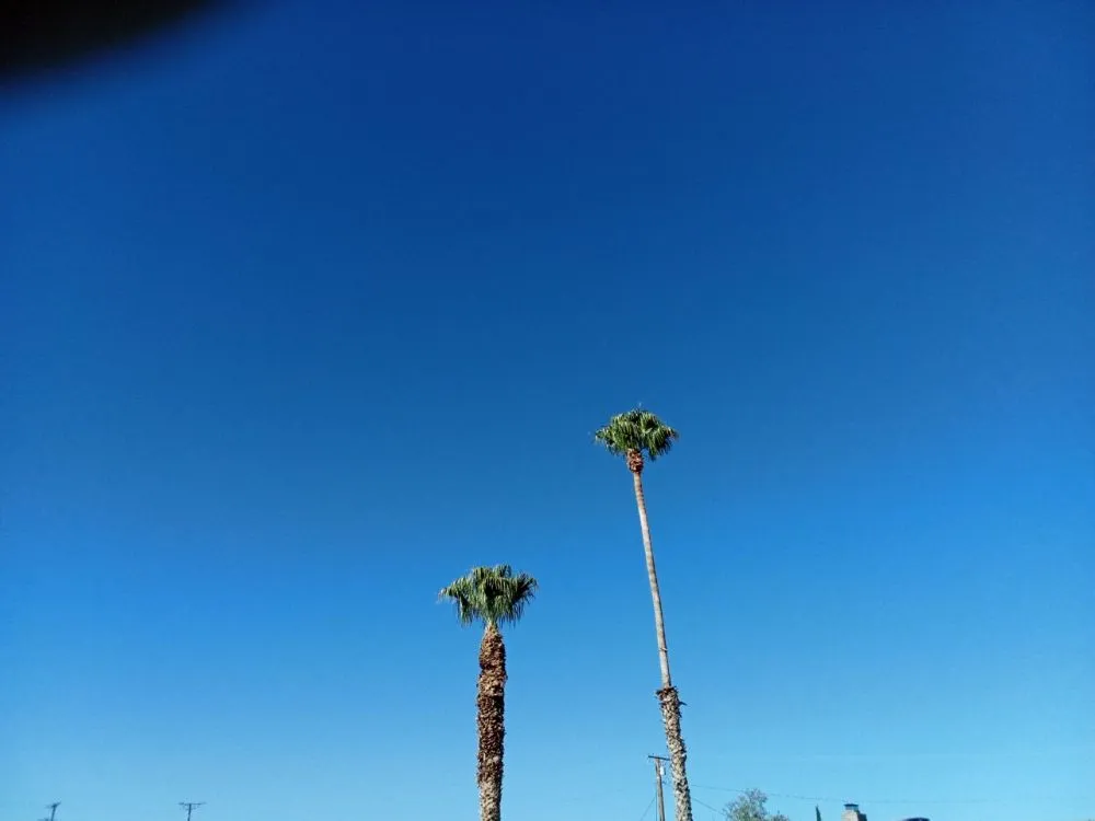 Reliable lawn care service in Joshua Tree, CA - Yucca Landscaping