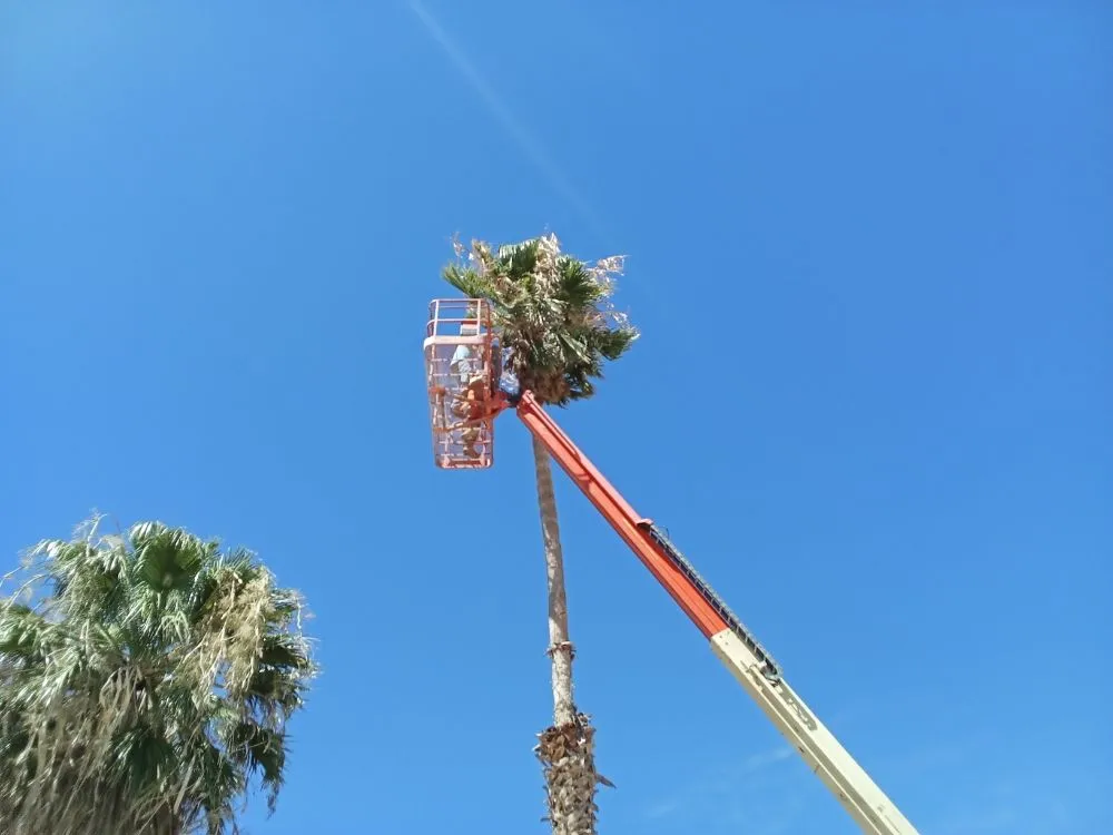 Top-rated residential landscaping for year-round maintenance across Joshua Tree, CA - Yucca Landscaping