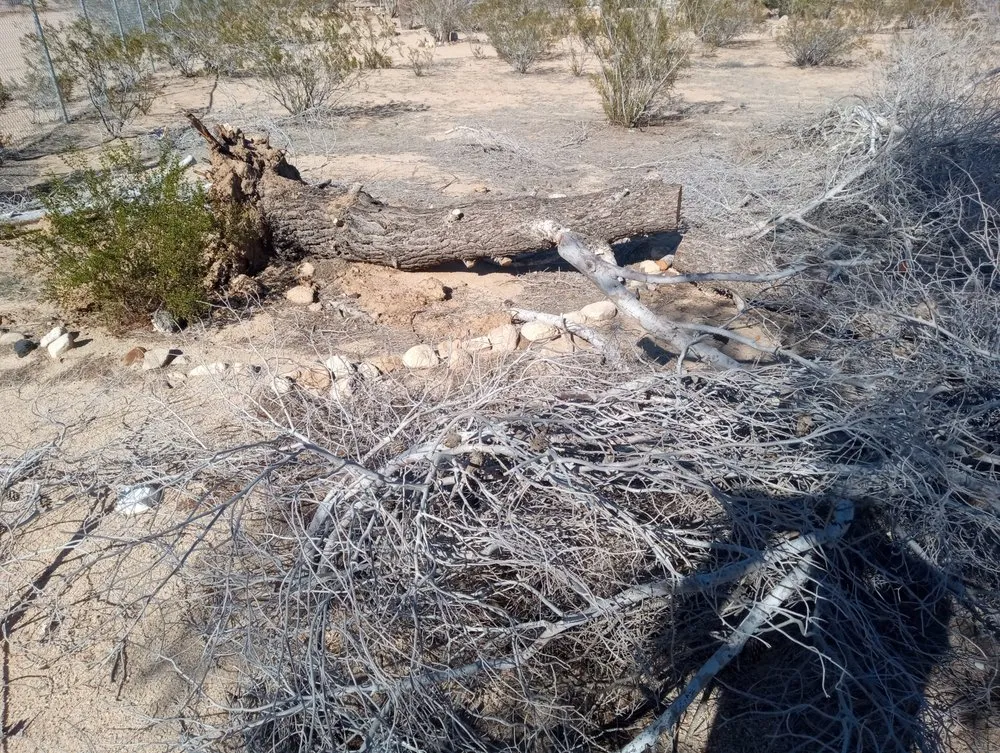 Reliable lawn mowing service for beautiful yards across Joshua Tree, CA - Yucca Landscaping