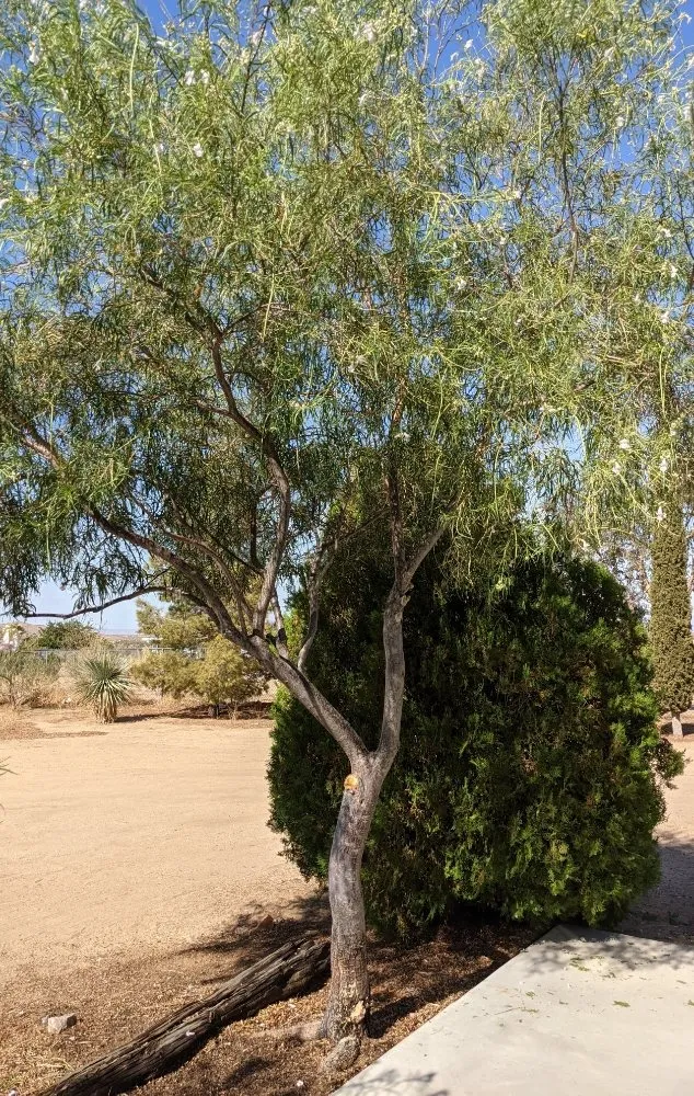 Reliable outdoor landscaping in Yucca Valley, CA by Yucca Yards
