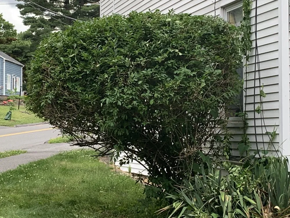 Affordable garden landscaping experts serving Northampton, MA - Yunga's landscape