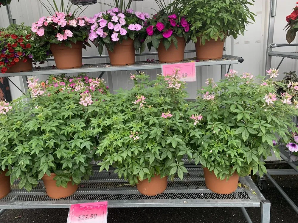 Top-rated landscaping services for beautiful yards across Northampton, MA - Yunga's landscape