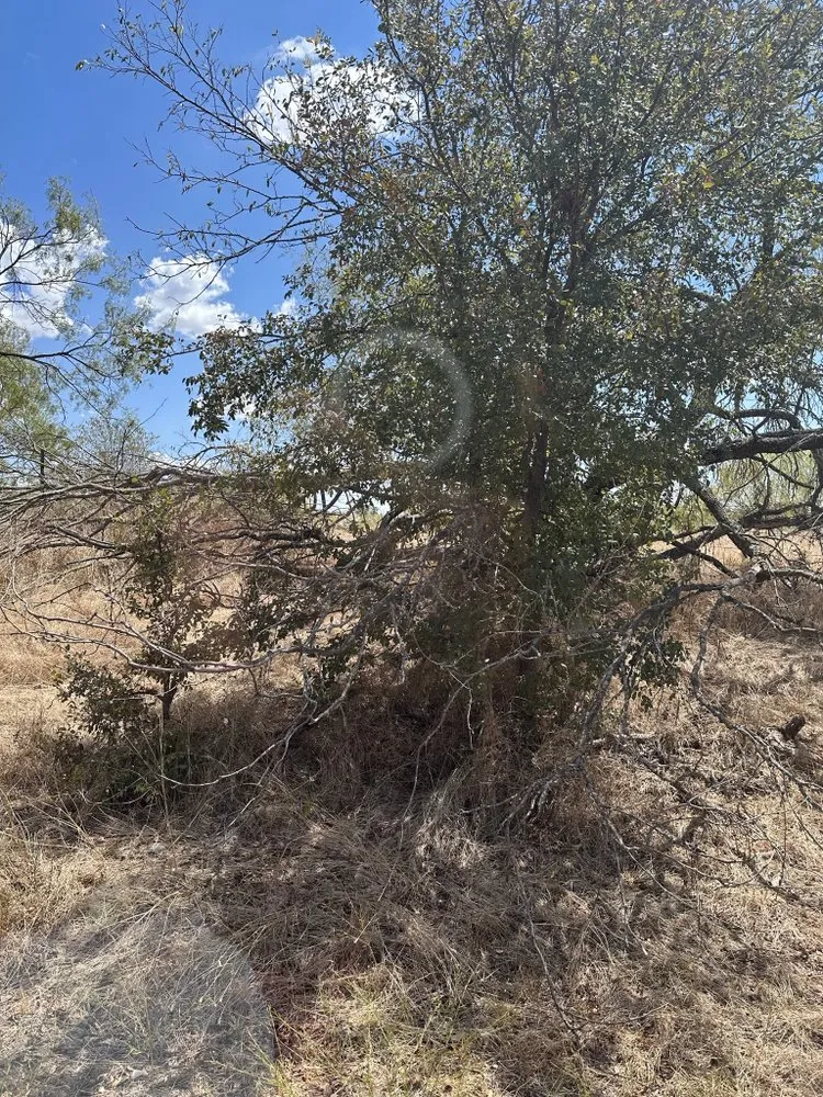 Custom landscaping services experts serving Waco, TX - Yungwell Lawn & Tree Service