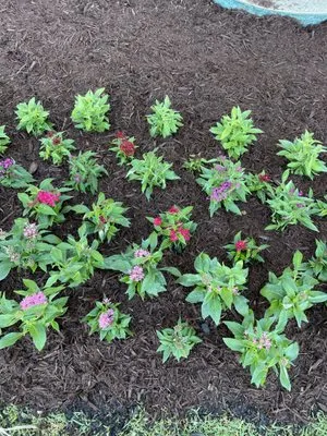 Z C Landscaping Logo