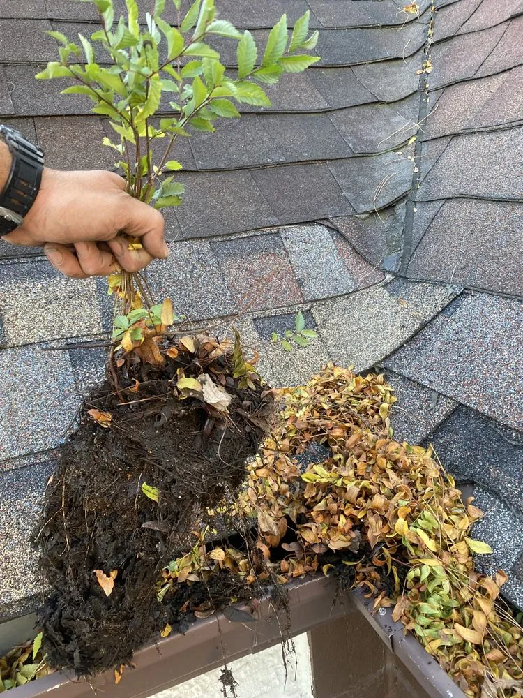 Affordable yard maintenance in Westchester, IL by Z Home Services