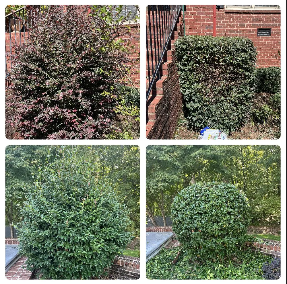 Professional yard cleanup service for beautiful yards in Madison, AL by ZA Services