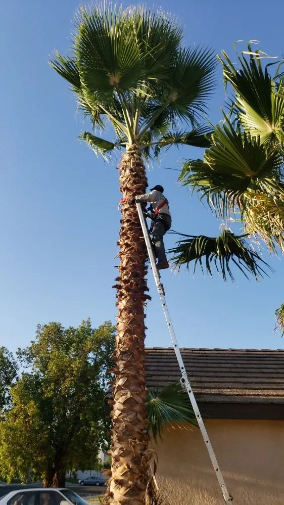Reliable yard maintenance in Perris, CA by Zacarias Landscaping