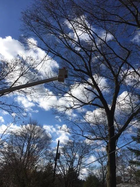 Local yard maintenance in Lynn, MA by Zacarias Tree & Landscaping