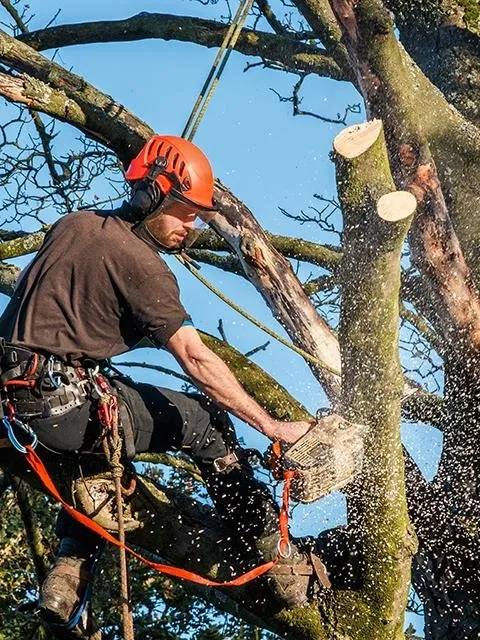Local yard maintenance for year-round maintenance across Lynn, MA - Zacarias Tree & Landscaping