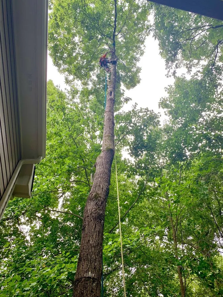 Reliable landscape design experts serving Ball Ground, GA - Zach's Grading & Tree Removal