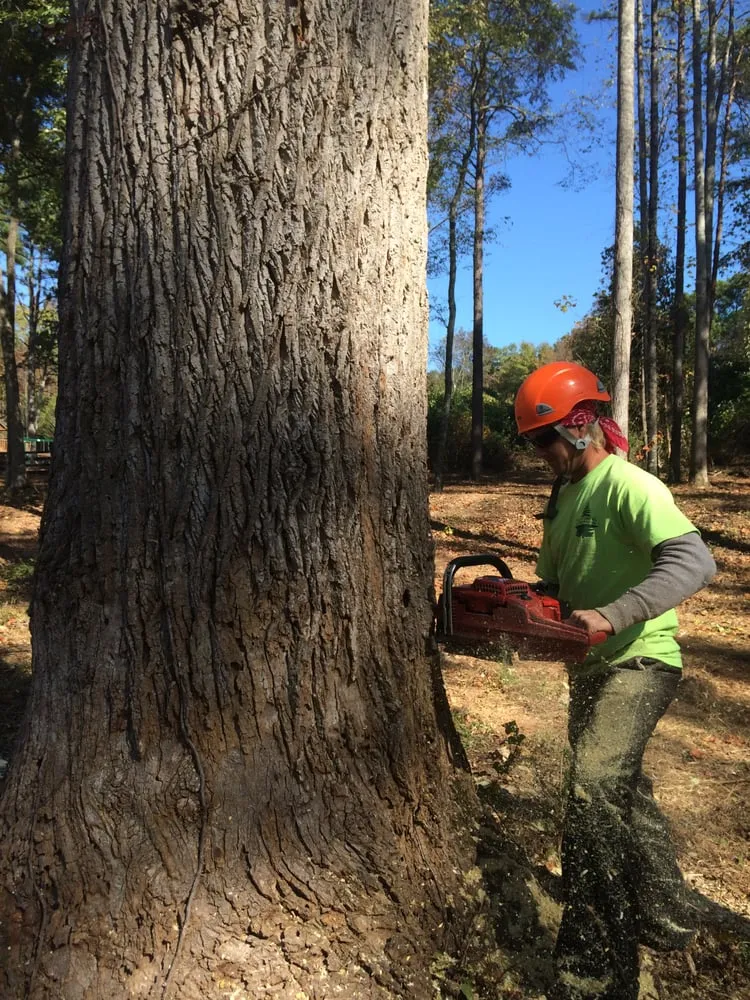 Affordable residential landscaping for residential properties across Ball Ground, GA - Zach's Grading & Tree Removal