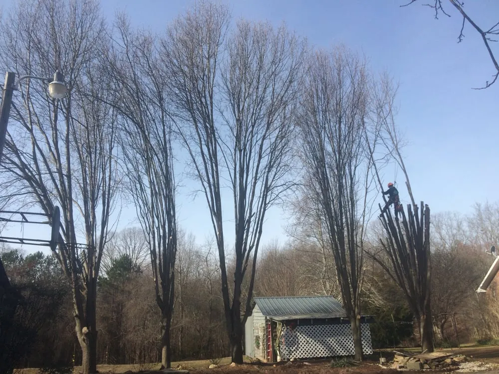 Reliable yard maintenance in Ball Ground, GA - Zach's Grading & Tree Removal