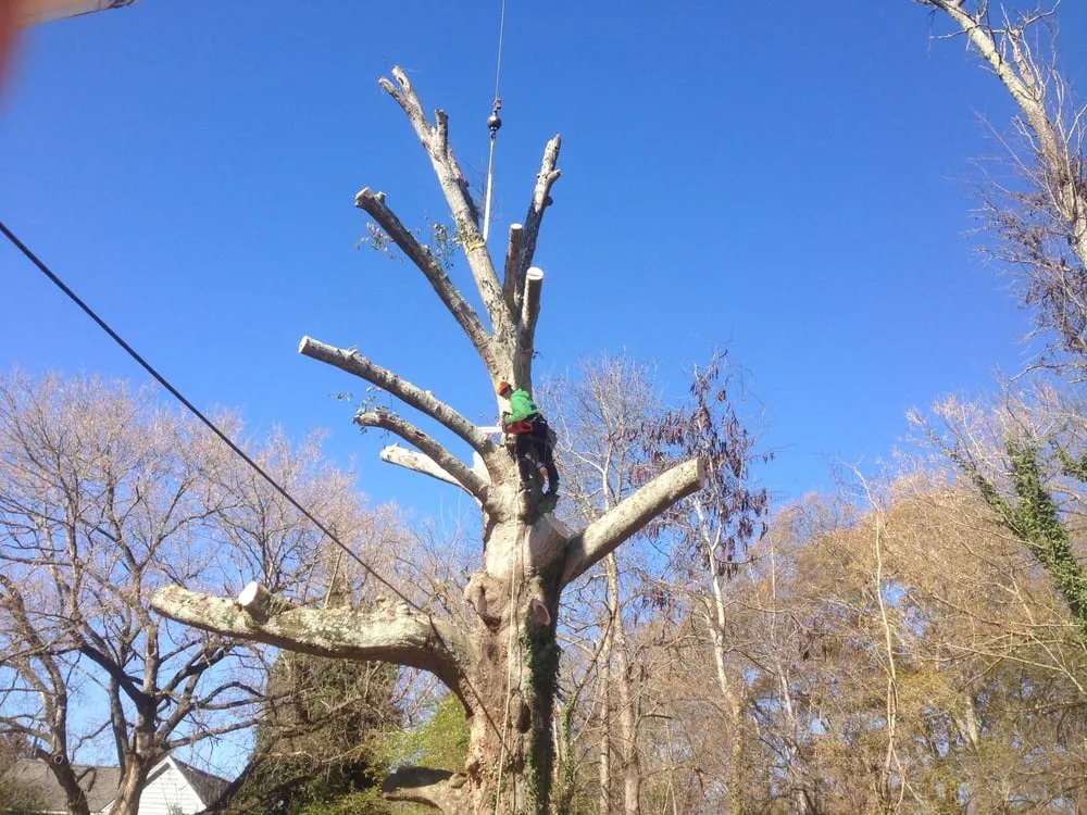 Trusted landscaping services experts serving Ball Ground, GA - Zach's Grading & Tree Removal