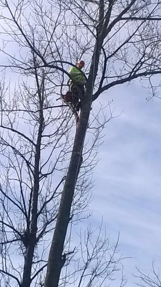 Affordable yard maintenance for residential properties in Ball Ground, GA by Zach's Grading & Tree Removal