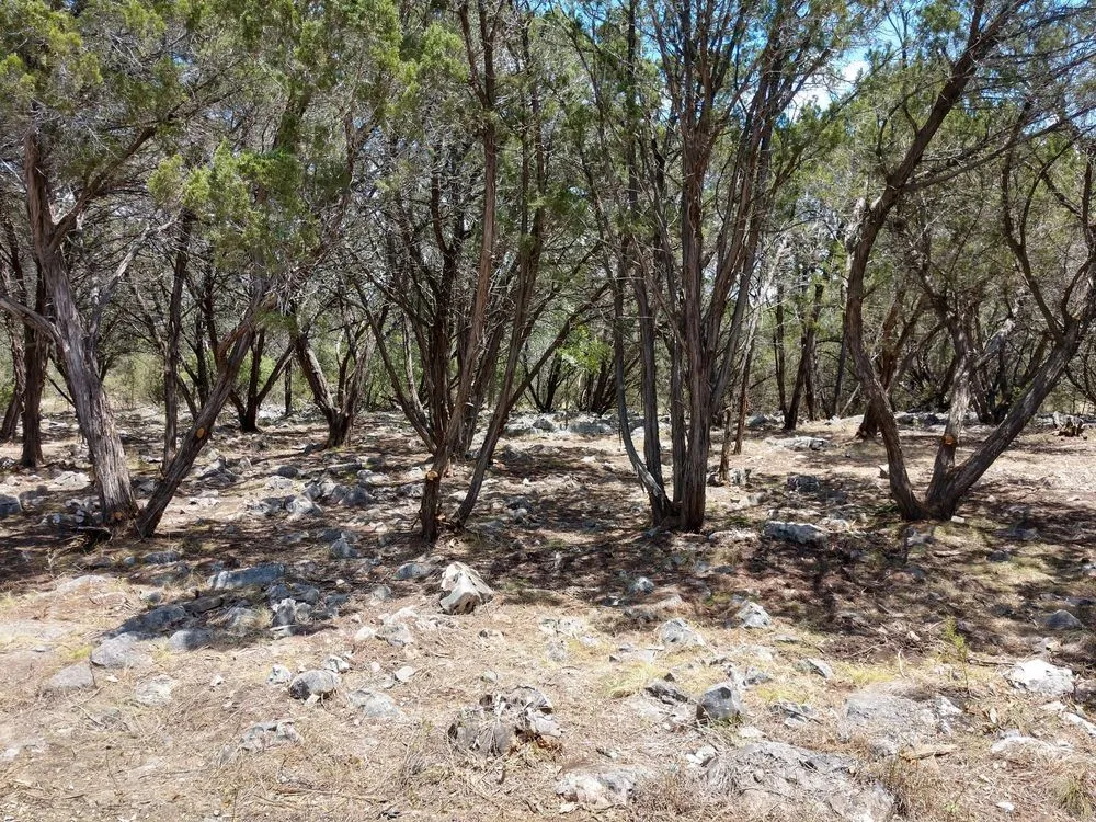 Top-rated landscape design for beautiful yards in Canyon Lake, TX by Zack's Landscaping