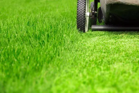 Expert lawn care service with custom design across Indianapolis, IN - Zac’s Yard Clean Up Service