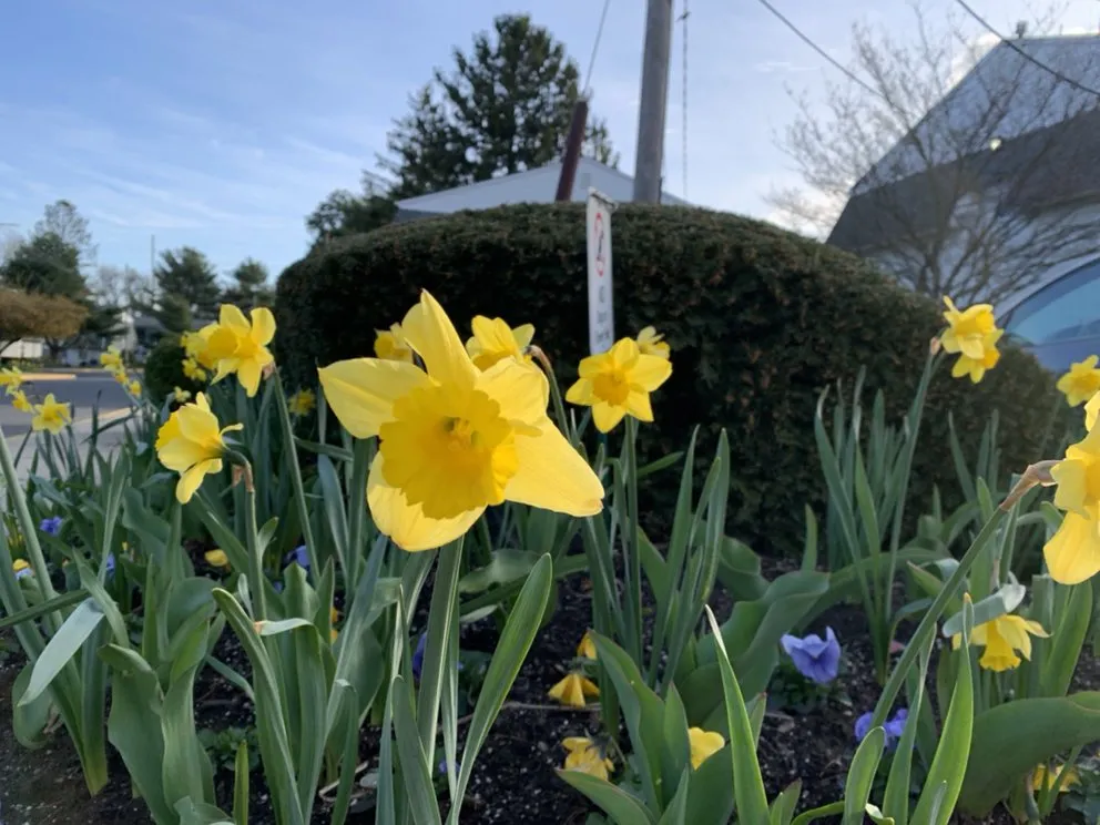 Trusted landscaping services in Manalapan, NJ - Zadlock Outdoor Services