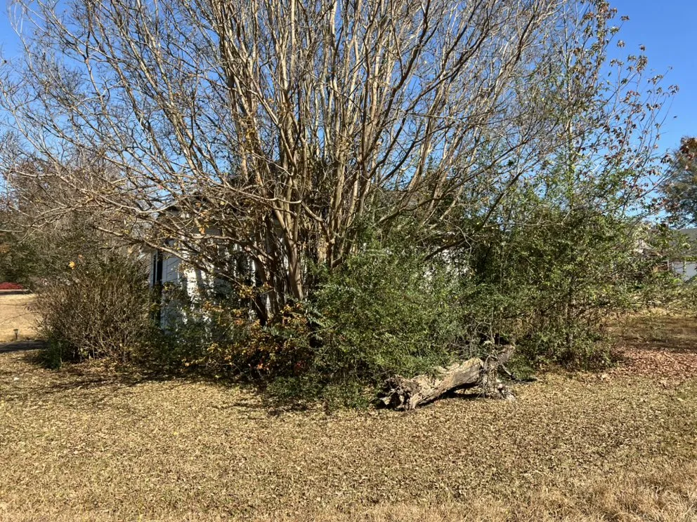 Professional yard cleanup service for year-round maintenance in Collierville, TN by Zaid Land Clearing