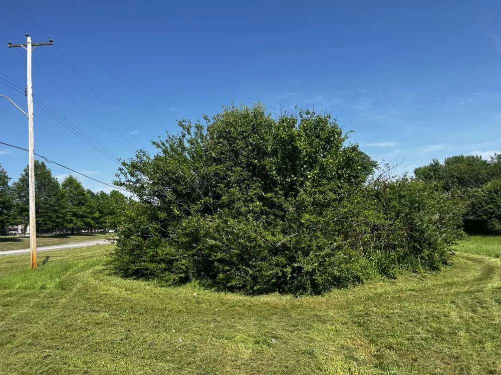 Local garden landscaping in Collierville, TN by Zaid Land Clearing