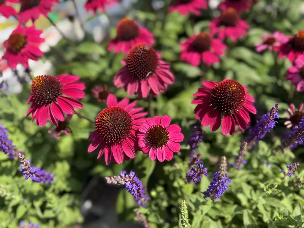 Expert yard maintenance for outdoor upgrades in Westbury, NY by Zaino's Nursery & Garden Center