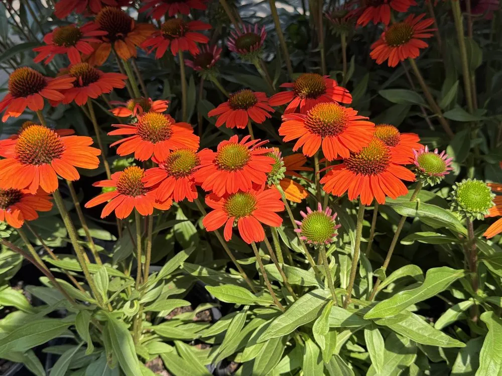 Reliable lawn care service experts serving Westbury, NY - Zaino's Nursery & Garden Center