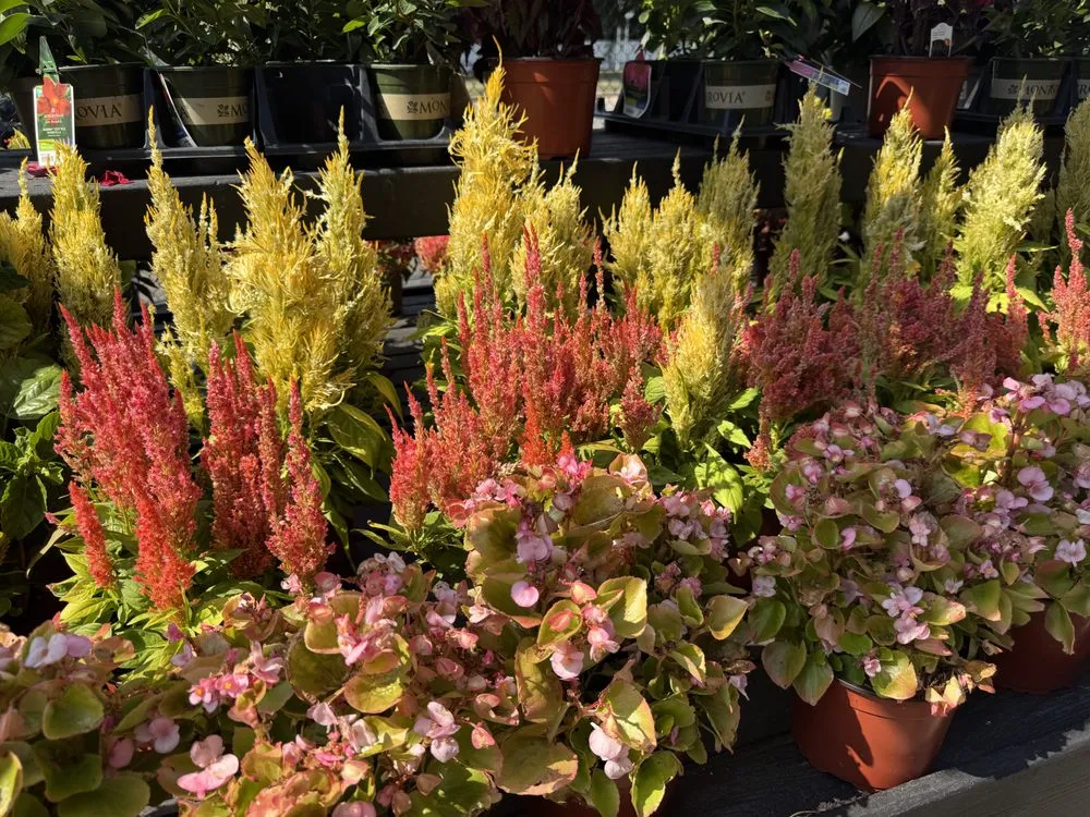 Professional yard cleanup service in Westbury, NY by Zaino's Nursery & Garden Center