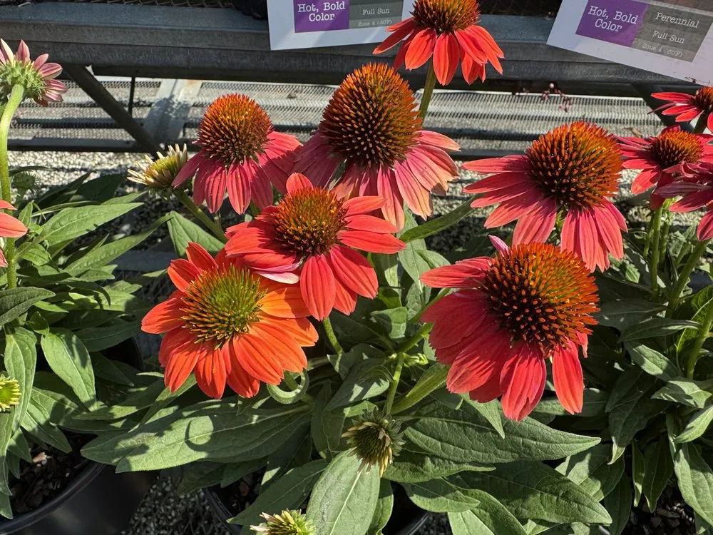 Affordable yard maintenance in Westbury, NY - Zaino's Nursery & Garden Center