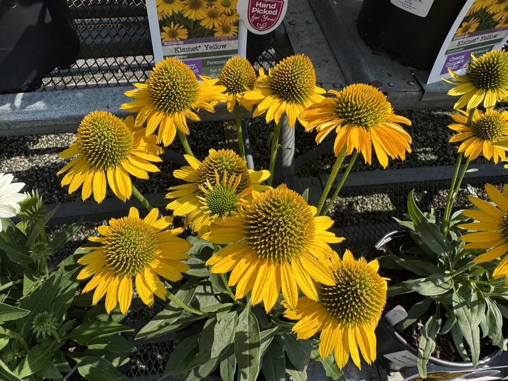 Trusted lawn care service experts serving Westbury, NY - Zaino's Nursery & Garden Center