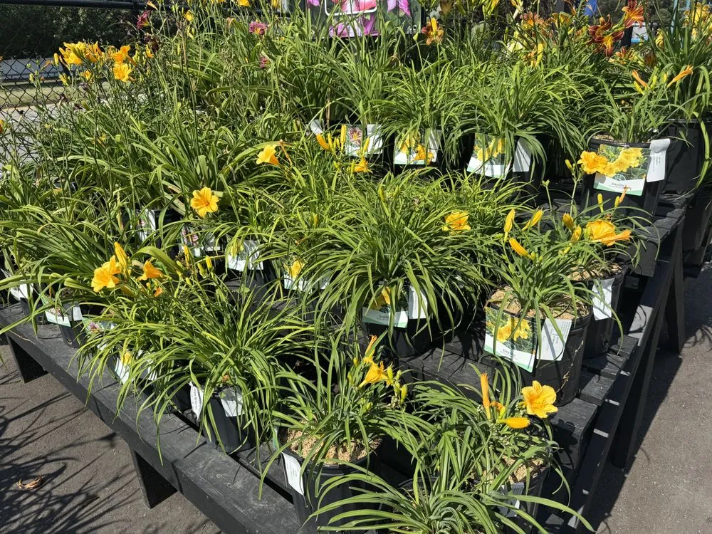 Affordable outdoor landscaping in Westbury, NY - Zaino's Nursery & Garden Center