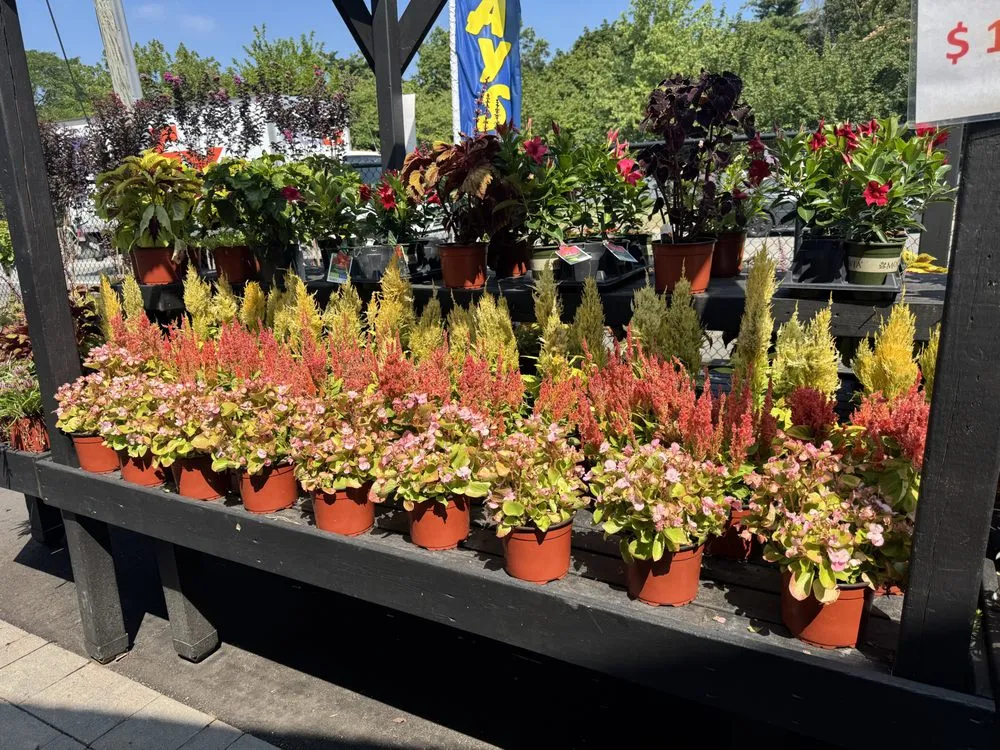 Professional yard cleanup service experts serving Westbury, NY - Zaino's Nursery & Garden Center