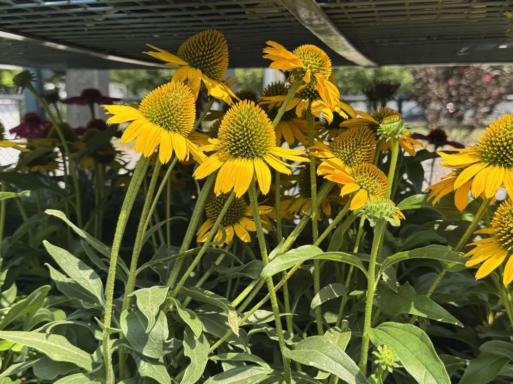 Professional residential landscaping in Westbury, NY - Zaino's Nursery & Garden Center