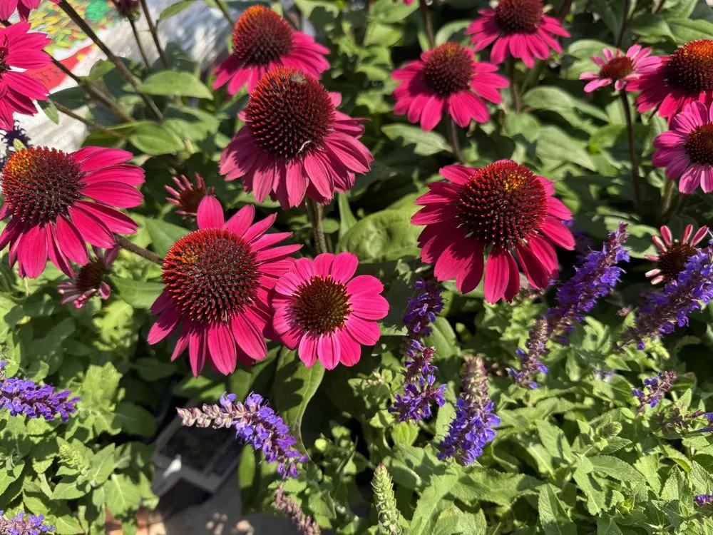 Local yard cleanup service for outdoor upgrades in Westbury, NY by Zaino's Nursery & Garden Center