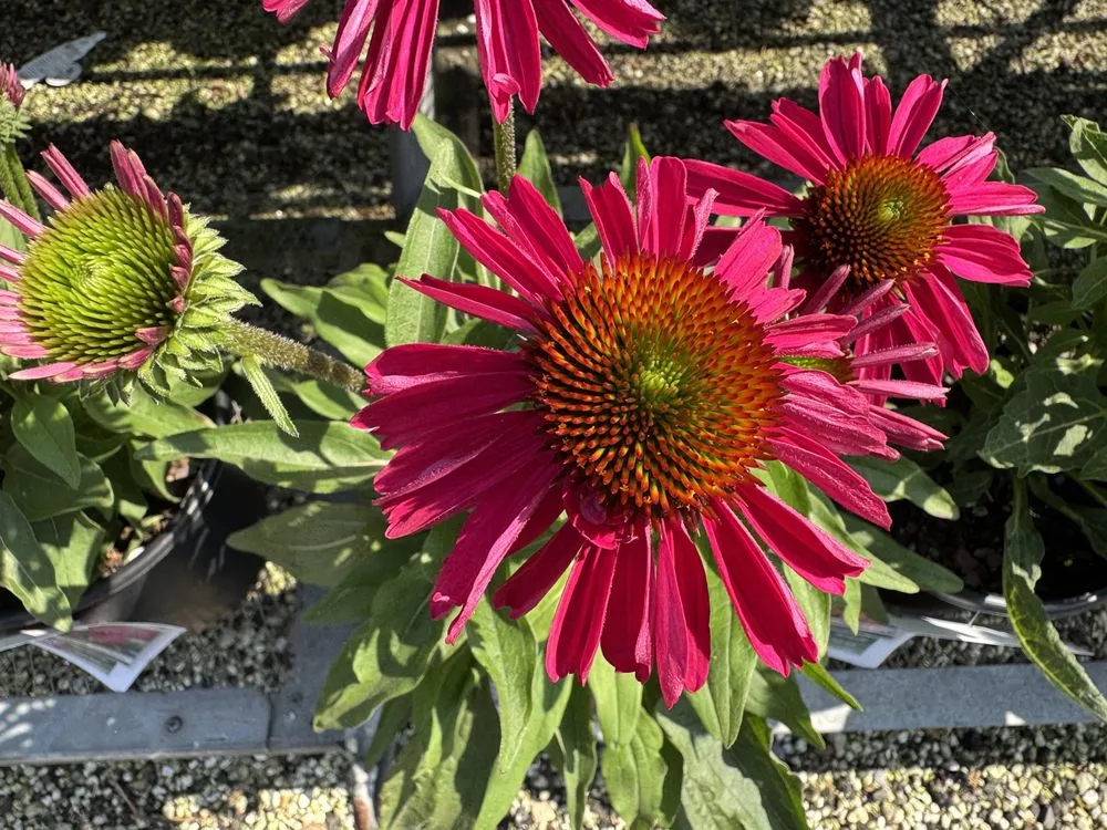 Top-rated landscaping services in Westbury, NY - Zaino's Nursery & Garden Center