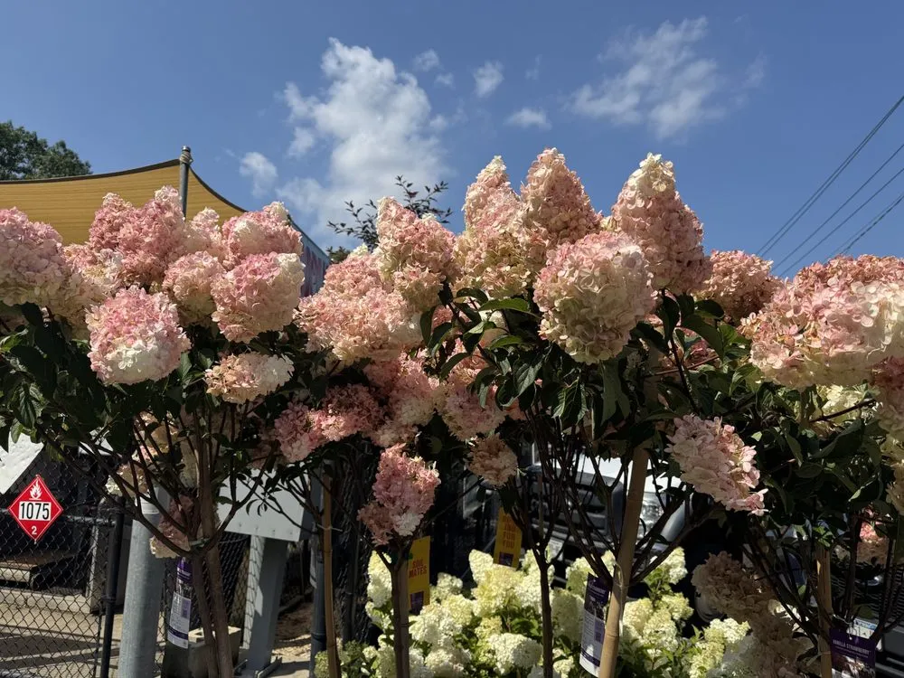 Trusted yard cleanup service with custom design in Westbury, NY by Zaino's Nursery & Garden Center