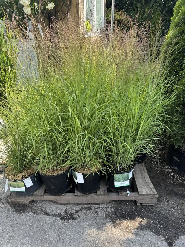 Custom yard maintenance in Westbury, NY - Zaino's Nursery & Garden Center