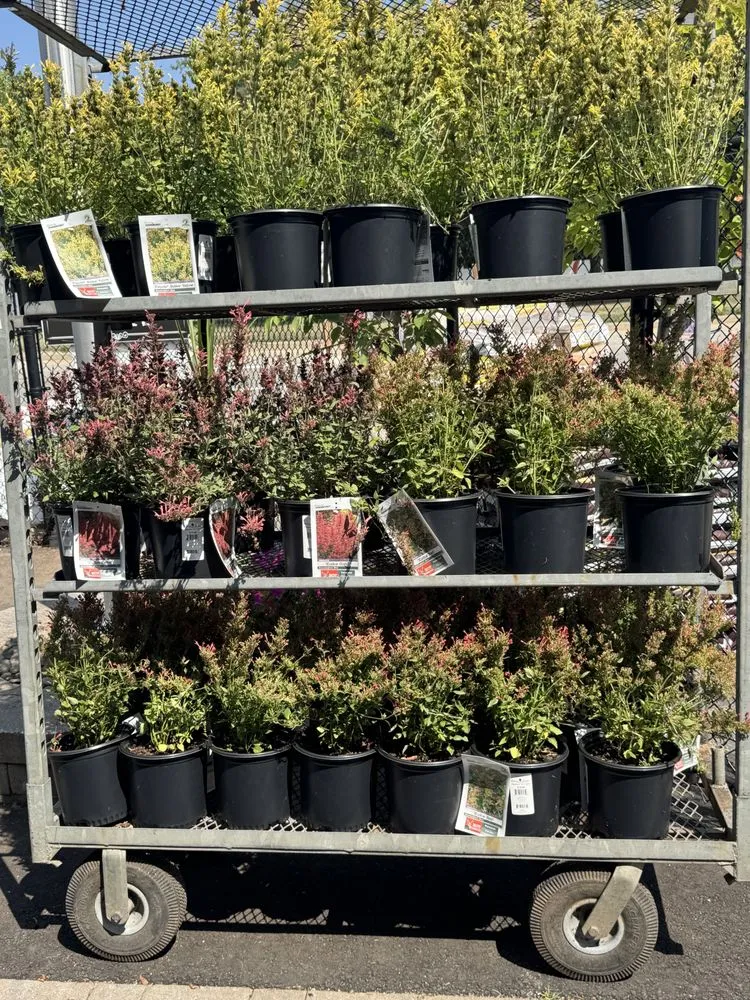 Local outdoor landscaping for beautiful yards in Westbury, NY by Zaino's Nursery & Garden Center