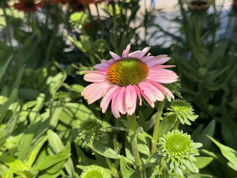 Professional residential landscaping in Westbury, NY - Zaino's Nursery & Garden Center