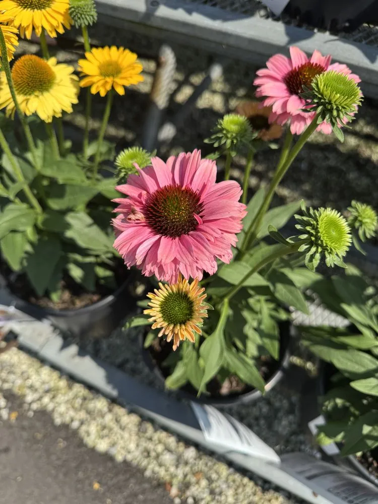 Reliable outdoor landscaping in Westbury, NY by Zaino's Nursery & Garden Center