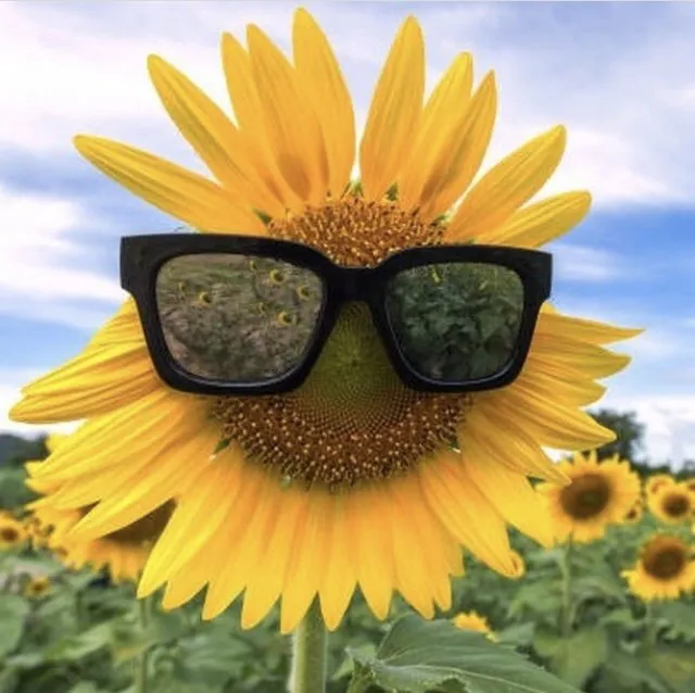 Affordable outdoor landscaping in Berkeley, CA by Zak Bloom Gardens