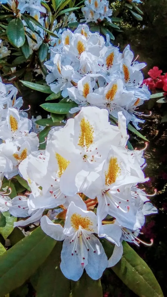 Local landscape installation in Bellingham, WA - ZALEX Lawn and Garden