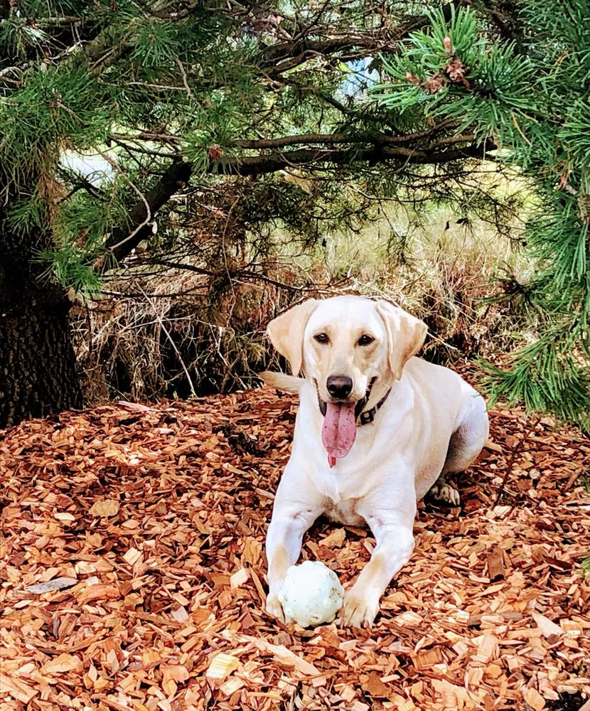 Custom lawn mowing service experts serving Bellingham, WA - ZALEX Lawn and Garden