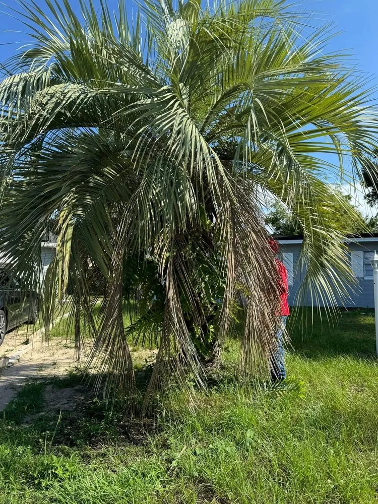 Reliable lawn care service in Haines City, FL by Zambrana Lawn Care