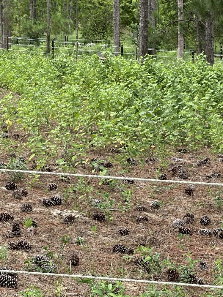 Custom lawn mowing service in Haines City, FL by Zambrana Lawn Care