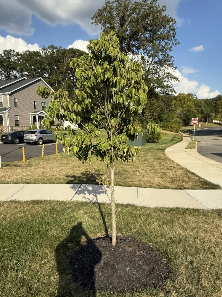 Professional landscaping services in Parsippany, NJ - Zamex Landscaping