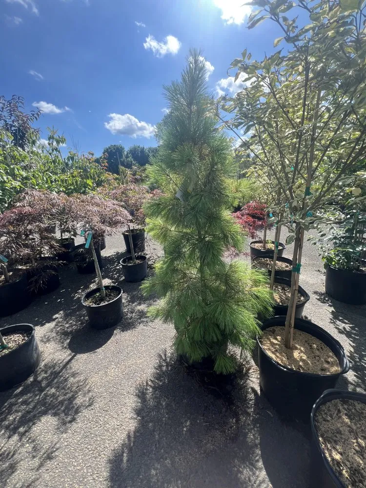 Reliable yard maintenance for outdoor upgrades in Parsippany, NJ by Zamex Landscaping