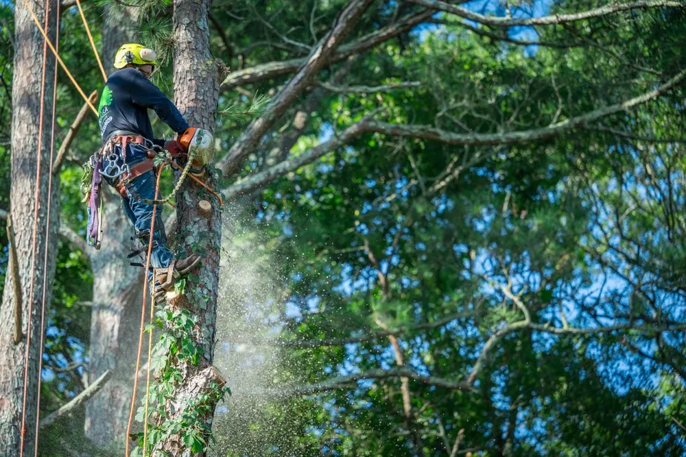 Affordable lawn care service for homes in Lawrenceville, GA by Zamora Tree Service