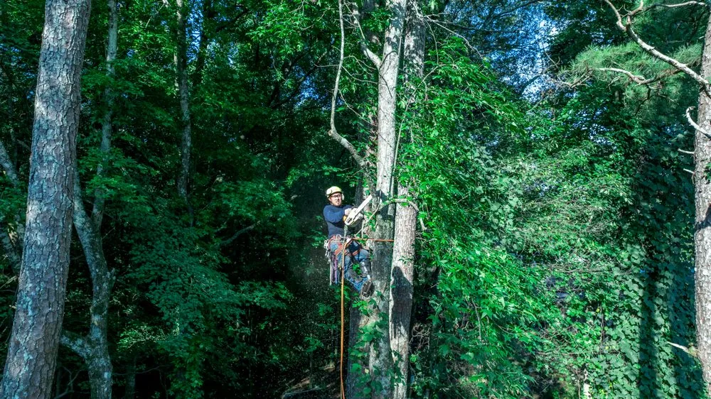 Trusted residential landscaping in Lawrenceville, GA - Zamora Tree Service