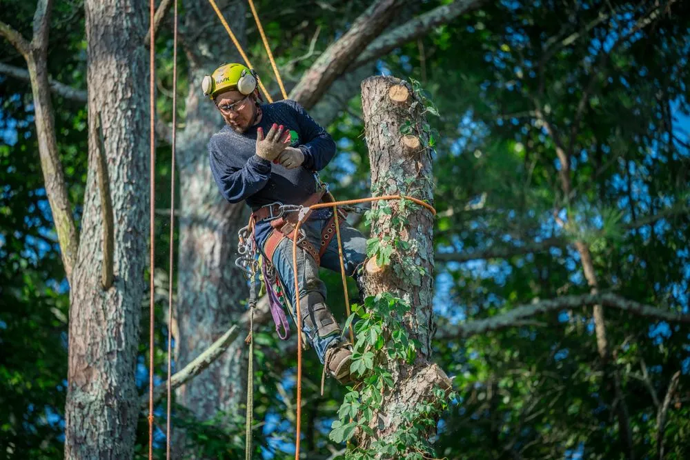 Trusted lawn care service experts serving Lawrenceville, GA - Zamora Tree Service