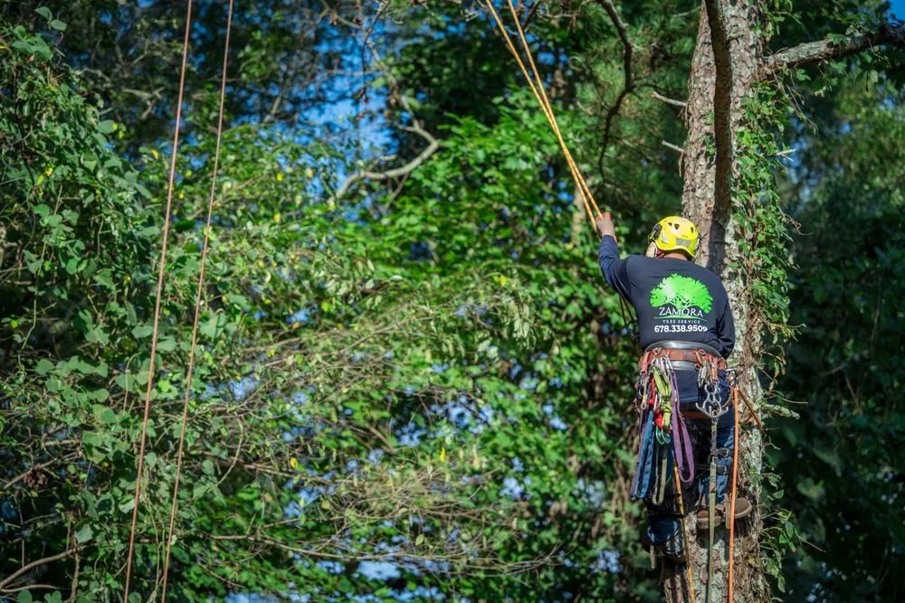 Local yard cleanup service in Lawrenceville, GA by Zamora Tree Service